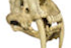 2009 07 06 10 15 26 885 Saber Tooth Skull 70