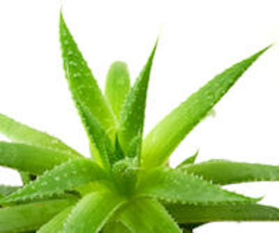 2009 08 05 10 02 27 572 2009 08 05 Aloe Vera