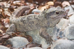 2010 09 07 11 08 45 964 2010 09 07 Tuatara