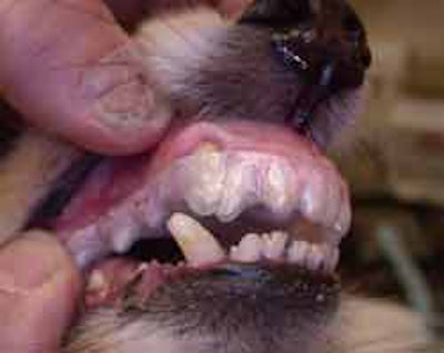 Figure 9. A removable appliance for orthodontic treatment.