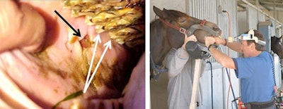 2010 12 02 23 42 21 258 2010 12 03 Vet 10 11