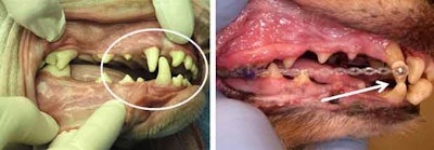 2010 12 02 23 42 22 579 2010 12 03 Vet 8 Ab