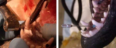 2010 12 02 23 42 23 558 2010 12 03 Vet 5 Ab