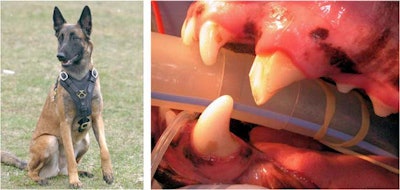 2010 12 02 23 42 24 377 2010 12 03 Vet 3 Ab