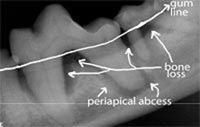 Figure 1: Periodontal conditions in a dog. All images courtesy of Larry Kimberlin, DVM.