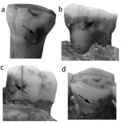 2010 12 28 10 55 32 675 Neandertalfig