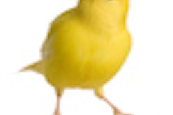 2010 05 25 15 13 13 357 Canary 70