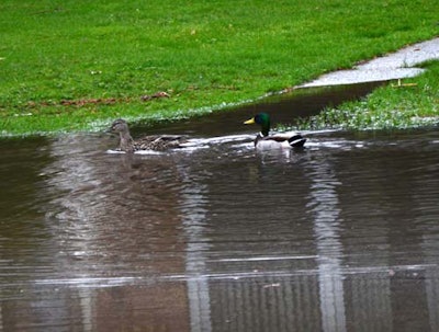 Mallards enjoying the results of the heavy rains in Chicago
