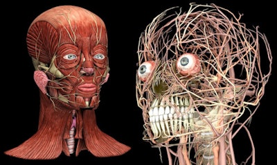 The 3D Digital Head and Neck tool is designed to enable students and clinical trainees to view, manipulate, and interact with a 3D head in real-time. All images courtesy of Glasgow School of Art.