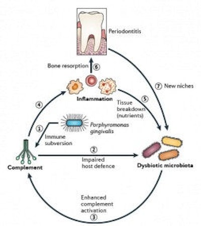 Complement, a key part of the innate immune system, contributes to gum disease and blocking it can prevent disease. Image courtesy of the University of Pennsylvania.