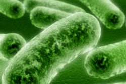 2013 04 29 16 40 49 422 Bacteria 200