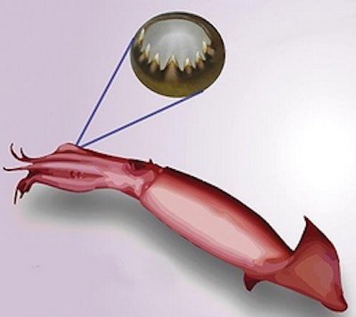 Teeth on squid suckers are inspiring new materials for a wide range of applications from surgery to packaging. Above is a jumbo (Humboldt) squid with sucker ring teeth illustrated. Image courtesy of the American Chemical Society.