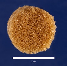 A new material that changes shape upon heating could help heal bone lesions caused by injuries, tumor removal, or birth defects such as cleft palates. (The white bar is 1 cm, or less than half an inch long.) Image courtesy of Melissa Grunlan, PhD.