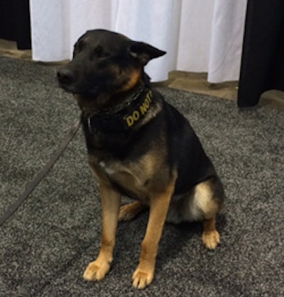 A dog patrols McCormick Place in Chicago. Image courtesy of Dr. Sheri Doniger.