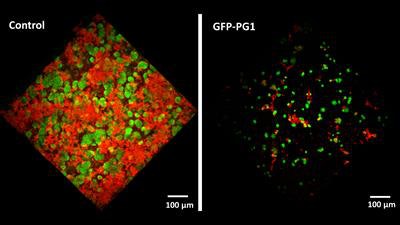 Treatment with the plant-made protegrin significantly prevented the buildup of a bacterial biofilm compared with a control. Image courtesy of the University of Pennsylvania.