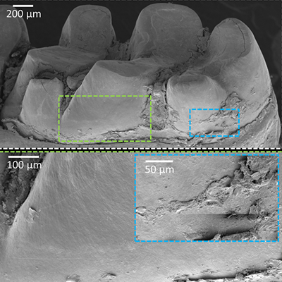 2017 07 28 12 18 36 289 2017 08 01 Yeast Biofilm 20170728192145