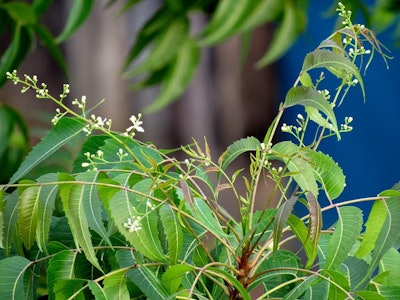 Leaves of an Azadirachta indica, better known as neem, tree. Image courtesy of Malcolm Manners.