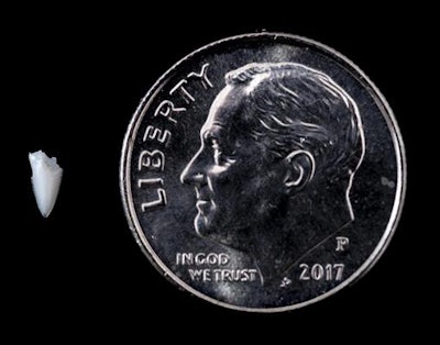 A piece of the shark tooth analyzed by researchers. All images courtesy of Kristen Grace of the Florida Museum of Natural History.