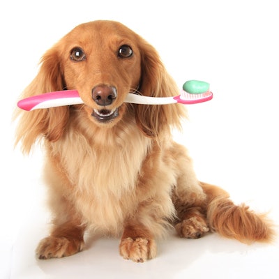 2019 07 09 22 42 0148 Dog Toothbrush 400