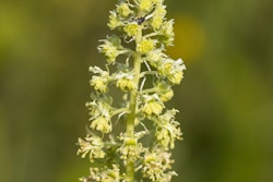 2019 10 29 17 24 9048 Reseda Luteola Plant 400