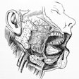 2017 07 10 19 31 40 334 Salivary Glands 400
