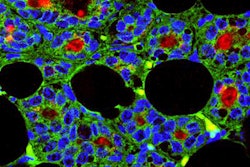 2019 11 04 18 04 2050 2019 11 04 Dental Stem Cells Mammary 20191104184757