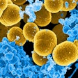 2020 10 12 17 48 8423 Bacteria Staphylococcus Aureus 400