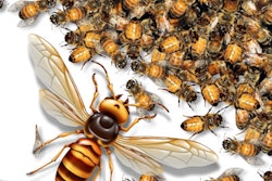 2020 10 26 21 37 7501 Giant Hornet Bees 400