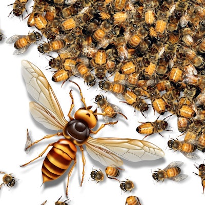 2020 10 26 21 37 7501 Giant Hornet Bees 400