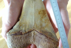 2020 11 13 21 06 2552 Fossilized Tooth Pixabay 400
