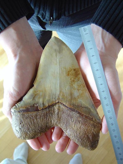 A previously unearthed fossilized tooth from a megalodon shark. Image courtesy of janeb13 via Pixabay.