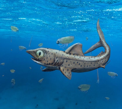 A reconstruction of the prehistoric shark with an unusual jaw. Image courtesy of Klug et al.