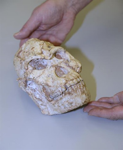 A close-up image of Little Foot's skull.