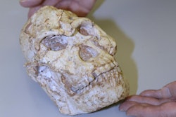 2021 03 08 16 43 3647 2021 03 05 Little Foot Skull 400