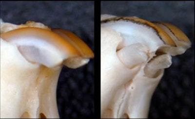 Deciduous incisors erupt as excess teeth in a mouse deficient in USAG-1. Image courtesy of Kyoto University.