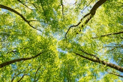 2021 02 26 00 41 5066 Trees Environment 400