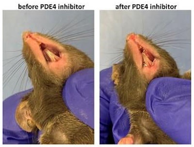 Mice before and after the use of a PDE4 inhibitor. Image courtesy of Abigail Boyd, University of South Alabama.