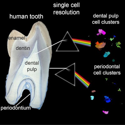 Composition of a tooth. Image courtesy of the Center of Dental Medicine/University of Zurich (ZZM/UZH).