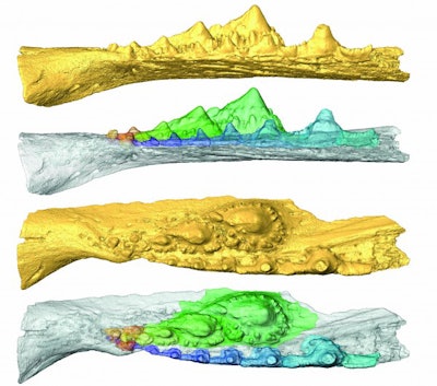 Side and oral views of a virtual model of the jaw of a shark ancestor showing the rows of teeth and reconstruction of the tooth replacement. Image courtesy of Martin Rücklin, Naturalis Biodiversity Center.