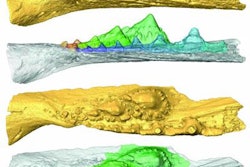 2021 05 14 22 08 5252 2021 05 14 Naturalis Shark Teeth 20210514223732