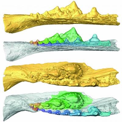 2021 05 14 22 08 5252 2021 05 14 Naturalis Shark Teeth 20210514223732