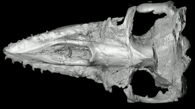 3D digital reconstruction of Aetiocetus weltoni skull. Image courtesy of Eric Ekdale, SDSU.