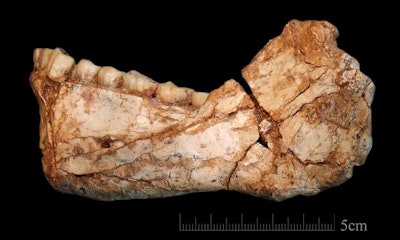 The first, almost complete adult mandible discovered at the archaeological site of Jebel Irhoud, Morocco. Photo credit: Jean-Jacques Hublin, MPI EVA Leipzig. All images courtesy of Max Planck Institute for Evolutionary Anthropology.