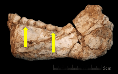 Photo credit: Jean-Jacques Hublin, MPI EVA Leipzig. Arrows added by Dr. Alvin Danenberg.