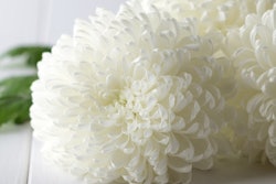 2021 07 16 21 16 3976 White Chrysanthemum 400