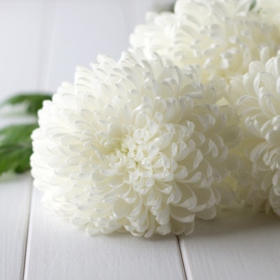 2021 07 16 21 16 3976 White Chrysanthemum 400