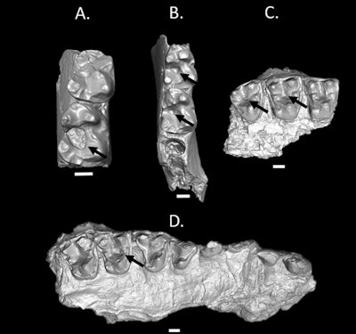 (A, B) Micro-CT reconstructions of lower right jaw fragments. (C, D) Reconstructions of upper right jaw fragments. In each tooth, the caries is primary and located in the occlusal basin. Black arrows denote the carious lesions. Scale bar = 1 mm.