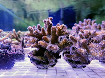 Coral grown in a closed, controlled aquarium used for the bone graft material. Image courtesy of CoreBone.