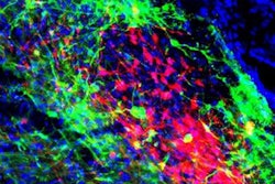 2022 02 08 04 33 3259 2022 02 08 Mouse Brain 2 20220208045950