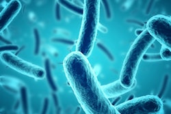 2022 03 04 23 06 4727 Bacteria Microscope 400